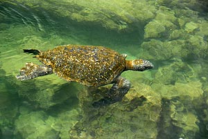 galapagos meeresschildkröte